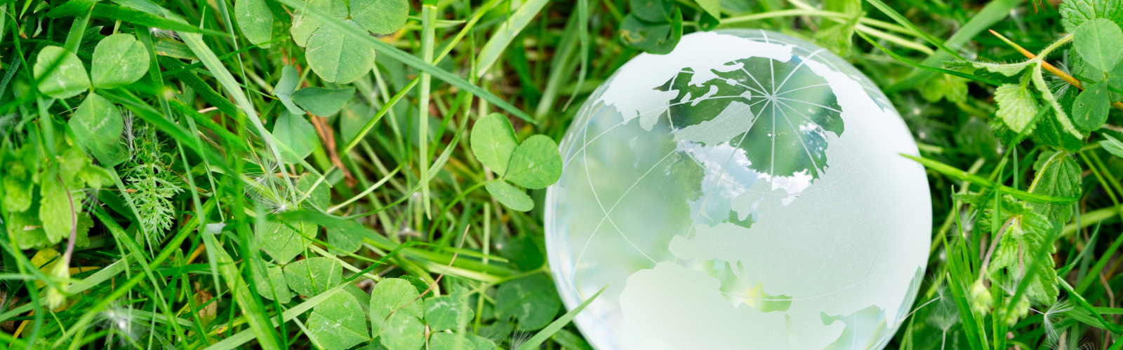 Clear crystal ball on grass with clover